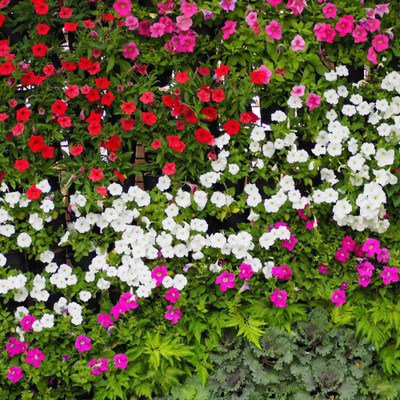 Arlo Vinca Dwarf Mix Seed(30 per packet)