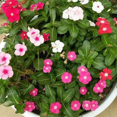 FRESHO Vinca Dwarf Mix Seed(10 per packet)