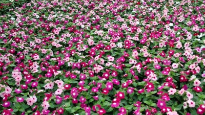 XOLDA Vinca Dwarf Mix Seed(43 per packet)