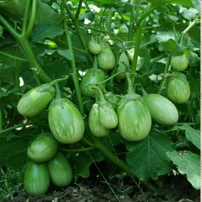 BDSresolve eggplant seeds for home garden / brinjal seeds 67 Seed(67 per packet)