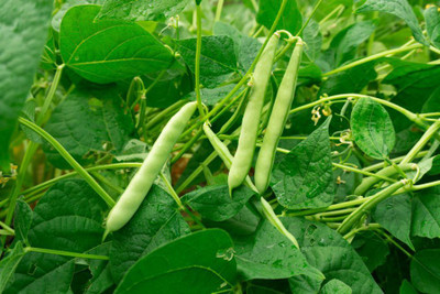 XOLDA Beans Seed(42 per packet)