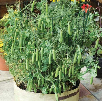 XOLDA Green Peas Seed(27 per packet)