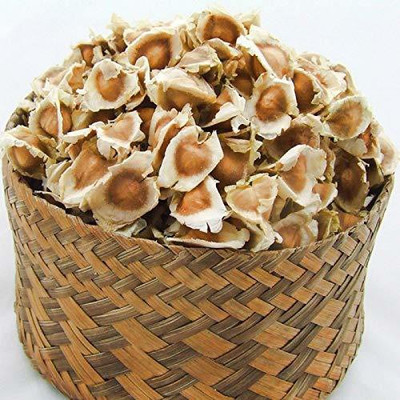 CYBEXIS TLX-58 - Moringa PKM 2 Hybrid (Drumstick) - (1350 Seeds) Seed(1350 per packet)