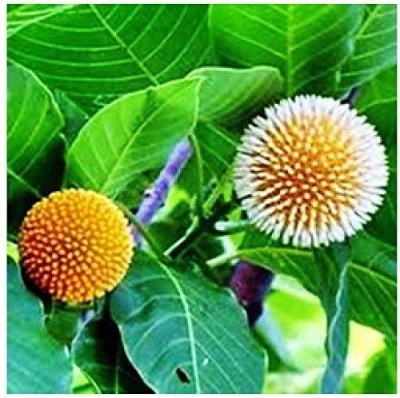 SRI SAI FORESTRY Kadamba, Satabisha Nakshatra, Aquarius Kumbha Rashi Tree Seed(100 per packet)