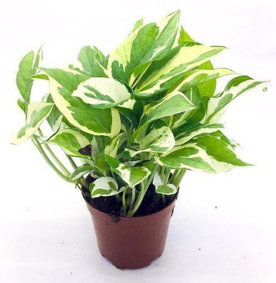 DREAM NURSERY Money Plant(Hybrid, Pack of 1)