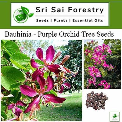 SRI SAI FORESTRY Bauhinia Purpurea, Orchid Pink Butterfly, Flower tree Seed(100 per packet)