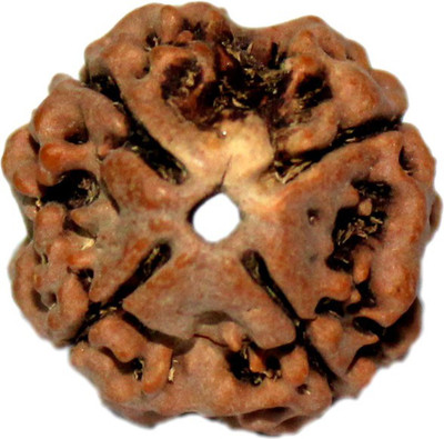 Bansiwal Certified 4 Mukhi Rudraksha Mukhi Rudraksha Brown Color with Certificate Rudraksha Wooden Yantra(Pack of 108)