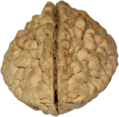 Bansiwal Certified 2 Mukhi Rudraksha Mukhi Rudraksha Brown Color with Certificate Rudraksha Wooden Yantra(Pack of 108)
