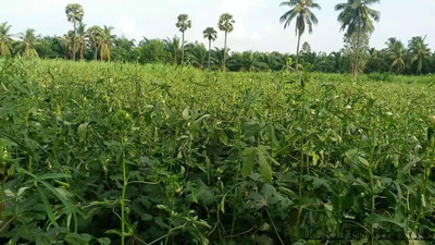 CYBEXIS TLX-41 - Bhindi Okra Arka Anamika - (450 Seeds) Seed(450 per packet)