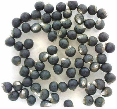 CYBEXIS HUA-99 - Okra Varsha - (150 Seeds) Seed(150 per packet)
