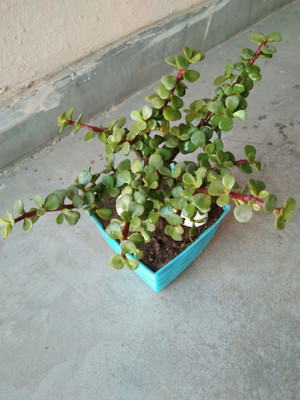 Bee Green Jade Plant(Hybrid, Pack of 1)