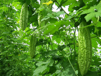 VibeX Bitter Gourd Seed(10 per packet)