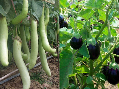 SimXotic Brinjal Combo of 2 Varieties Hybrid Vegetable Seeds Seed(30 per packet)