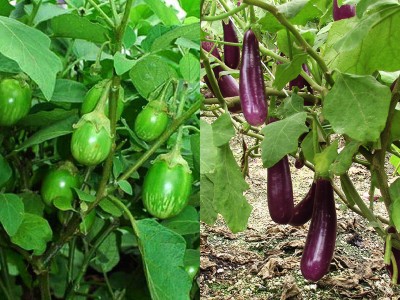 R-DRoz Combo of Brinjal Green Small & Purple Long Hybrid Seeds Seed(2 per packet)