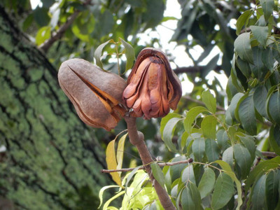 LYRS Imported Mahogany Seed Seed(140 per packet)