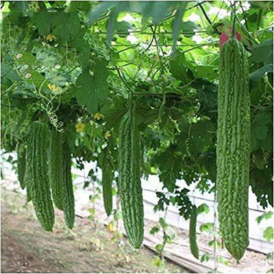 CYBEXIS VXI-53 - Hybrid Bitter Gourd (Karela) - (900 Seeds) Seed(900 per packet)