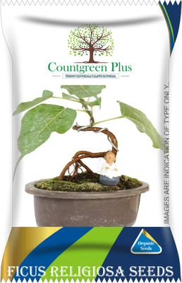 Countgreen Plus Ficus Religiosa (Pipal) Tree Seeds Seed(100 per packet)