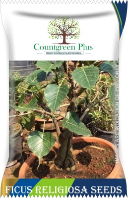 Countgreen Plus Ficus Religiosa (Pipal) Tree Seeds Seed(50 per packet)