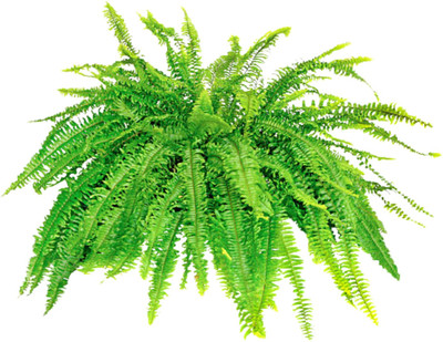 MESMERIZING Fern Plant(Hybrid, Pack of 1)