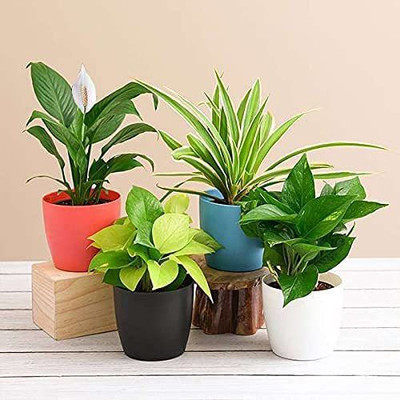 GardenBoom Money Plant(Hybrid, Pack of 4)