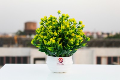 shanol :) Shanol :) Artificial Mini green money plant with yellow flowers, wild Plant with Pot Bonsai Potted Plastic money plant, Faux Green Grass Fake Topiaries Shrubs for Home, Garden and Office, doors Decor Wild Artificial Plant with Pot table flower pot, (18 cm, yellow Green, white heavy plastic