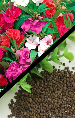 PBTA BALSOM Seed(15 per packet)
