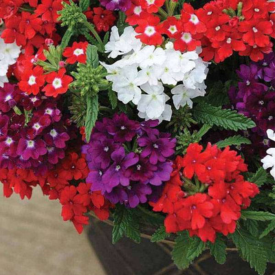Paudha Verbena Mixed Seed(37 per packet)