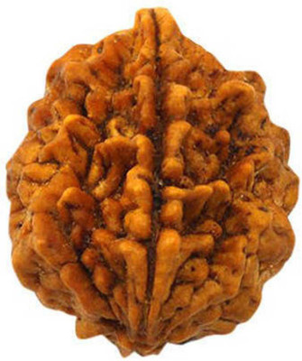 Aurra Stores 2 Mukhi Rudraksha and Lab Certificate (LAB CERTIFIED) Brass Pendant