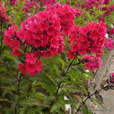Jevik Phlox Beauty Red Seed(160 per packet)