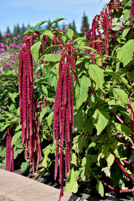 XOLDA Amaranthus Love Lies Bleeding Seed(43 per packet)