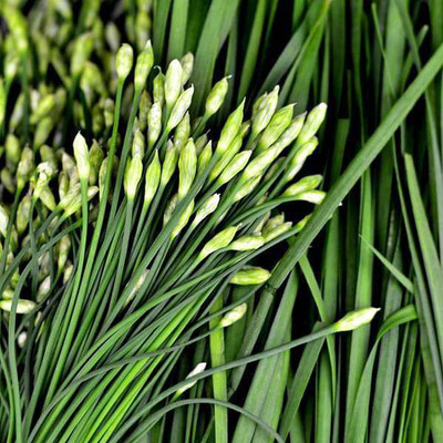 FRESHO Garlic Chives Seed(60 per packet)
