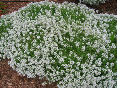 Paudha Alyssum White Seed(32 per packet)