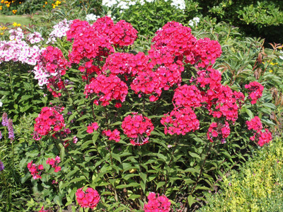 Paudha Phlox Beauty Red Seed(32 per packet)