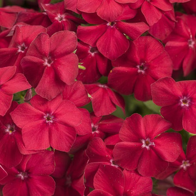 Paudha Phlox Beauty Red Seed(18 per packet)
