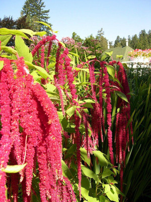 seedagro Amaranthus Love Lies Bleeding Seed(35 per packet)