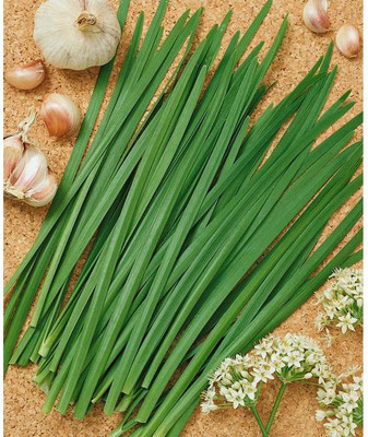 XOLDA Garlic Chives Seed(38 per packet)