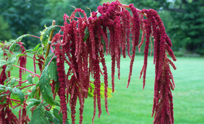 DROXTY Amaranthus Love Lies Bleeding Seed(95 per packet)