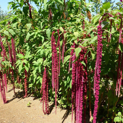 Paudha Amaranthus Love Lies Bleeding Seed(44 per packet)