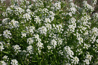 Paudha Alyssum White Seed(39 per packet)