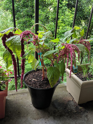Paudha Amaranthus Love Lies Bleeding Seed(22 per packet)