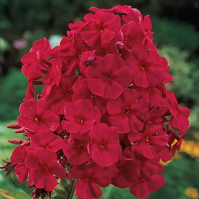 Paudha Phlox Beauty Red Seed(48 per packet)