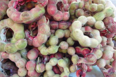 LYRS Jungle Jalebi Tree Seed Seed(70 per packet)