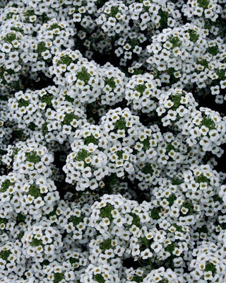 Paudha Alyssum White Seed(39 per packet)