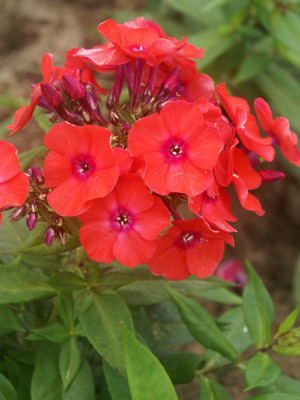 Paudha Phlox Beauty Red Seed(42 per packet)