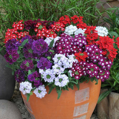 Paudha Verbena Mixed Seed(37 per packet)