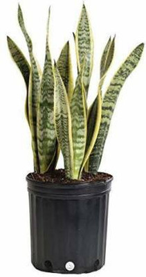 NATURE SERVICE Snake Plant(Pack of 1)