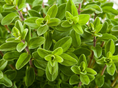 XOLDA Hybrid Marjoram Seed(70 per packet)