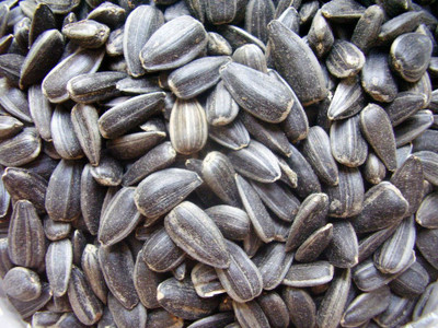 LYRS Dwarf Sunflower Flower Seed Seed(70 per packet)