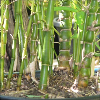 XOLDA Bamboo Plant Seed(27 per packet)