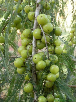 Paudha Amla Plant Seed(47 per packet)